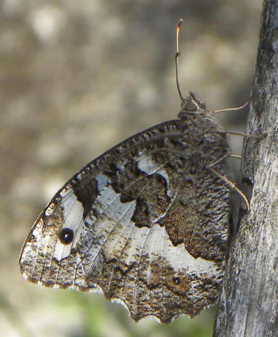 conferma determinazione - Brintesia circe